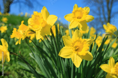 Gelbe Narzissen im Frühling