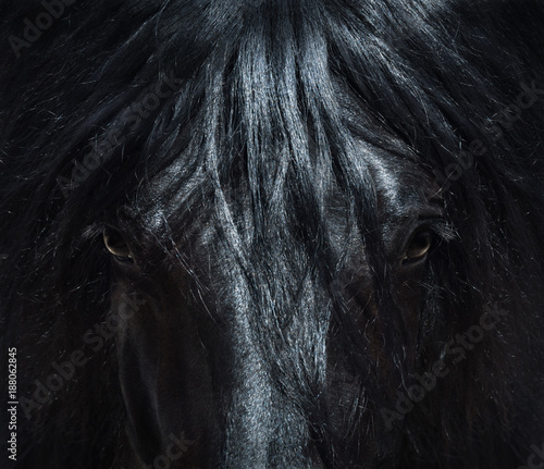 Andalusian black horse with long mane. Portrait close up.