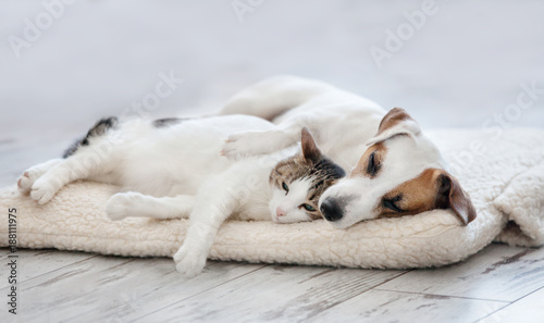 Kot i pies śpi