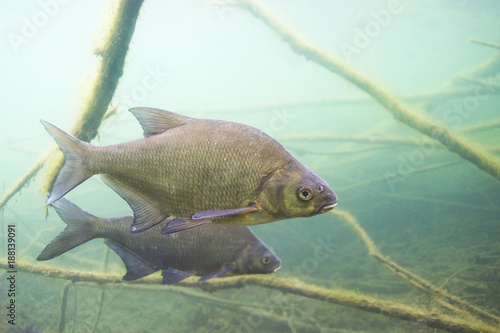 Underwater photography of Carp bream (Abramis Brama). Beautiful fish in close up photo. Underwater photography in the wild nature. River habitat. Swimming Common Bream in the clear pond.