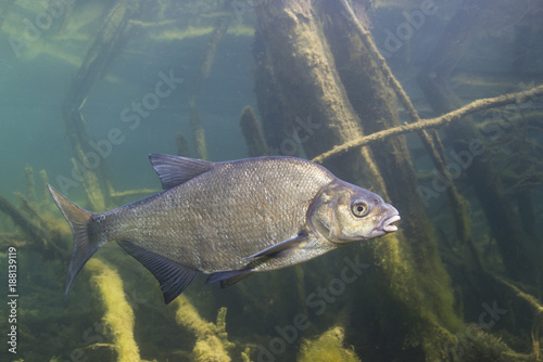 Underwater photography of Carp bream (Abramis Brama). Beautiful fish in close up photo. Underwater photography in the wild nature. River habitat. Swimming Common Bream in the clear pond.