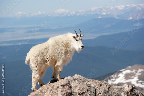 Mountain Goat