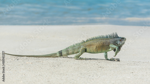 Green iguana walking the sand, in Guadeloupe, The Saintes island 