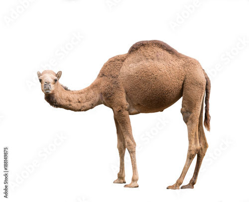 Arabian camel isolated on white background