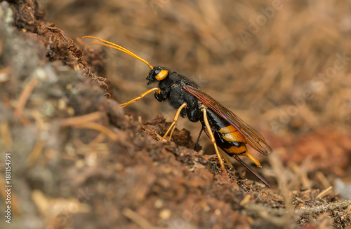 Female giant woodwasp, Urocerus gigas laying eggs in fir wood