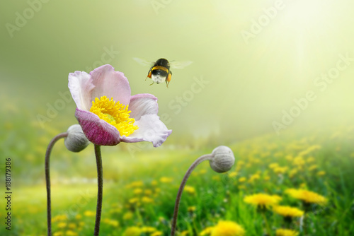 Beautiful pink anemone flower on spring yellow meadow and flying bumblebee macro on soft blurry light green background. Concept hot summer in sunshine in nature, bright warm soulful artistic image.