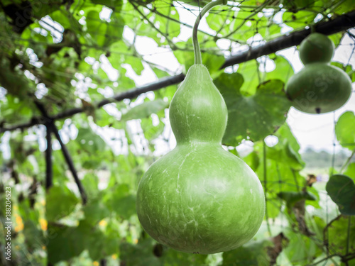 the Green calabash