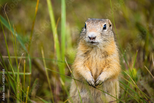 reddish gray gopher close-up on herbal background