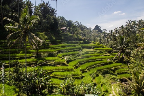 Tegalalang ricefields, one of the most beautiful rice fields in Bali island.