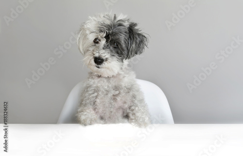 Cute Surprised Dog on a Gray Background. Concept of Canine Emotions