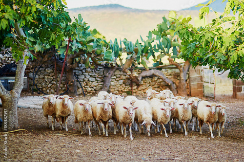 Sheep herd on pasture in Sardinia