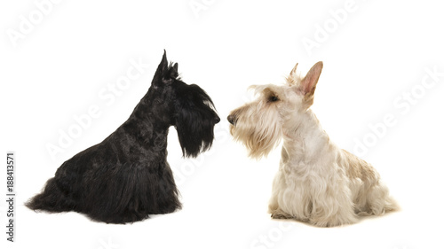 White an black scottish terrier seen from the side sniffing out eachother on a white background