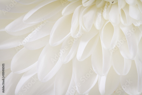 Soft closeup of white Chrysant flower petals with warm tint