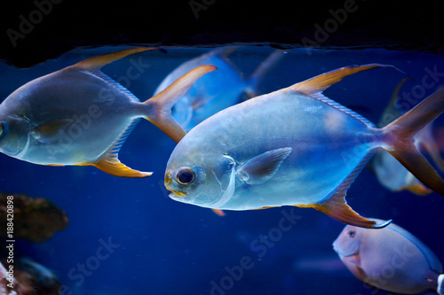 Pompano fish in marine aquarium