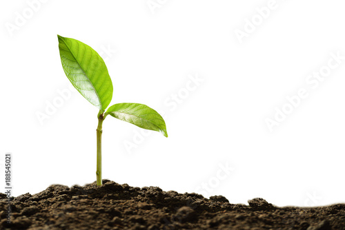 Green sprout growing out from soil isolated on white background