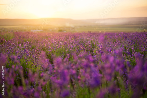 Sunset over a violet lavender field. village Turgenevka, Crimea,