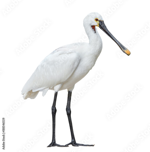 Eurasian spoonbill isolated on white background full length. The Eurasian spoonbill or common spoonbill is a wading bird of the ibis and spoonbill family Threskiornithidae