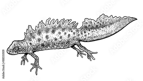 Great Crested Newt illustration, drawing, engraving, ink, line art, vector