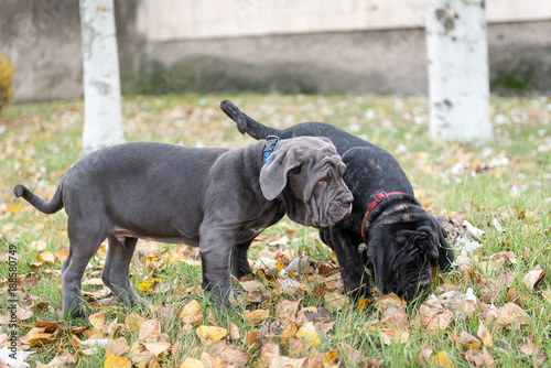 Dogs breed Neapolitana mastino a walk in the autumn park.