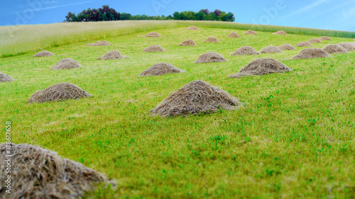 traditional meadow with grass mowed down