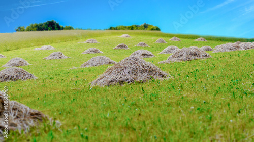 traditional meadow with grass mowed down