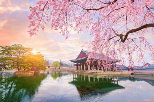 Gyeongbokgung palace with cherry blossom tree in spring time in seoul city of korea, south korea.