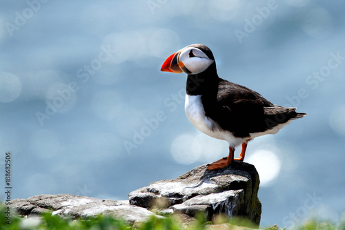 puffin sat on rock at farne islands