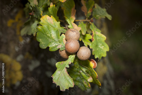 oak leaves with galls