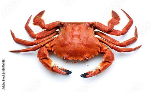  atlantic necora crab isolated