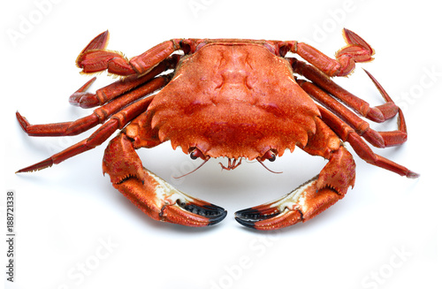  atlantic necora crab isolated