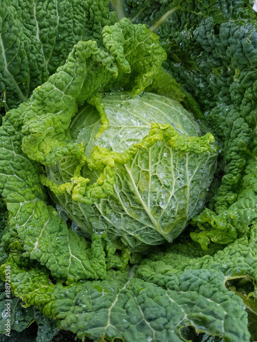 Wirsing, Brassica oleracea var sabauda, Kohl