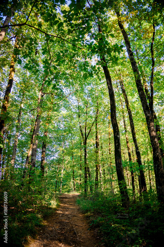 beautiful green forest. Forest trail landscape