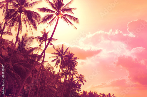 tropical palm trees at sunset