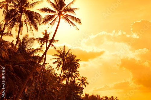 tropical palm trees at sunset