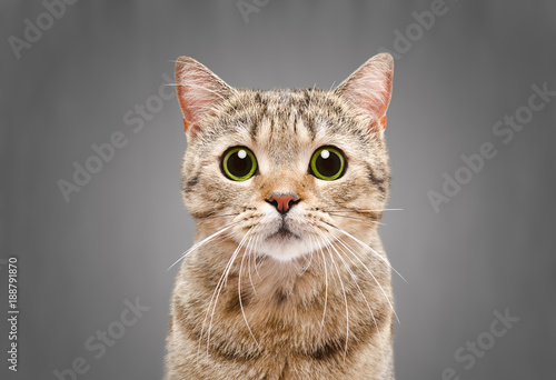 Portrait of a beautiful cat Scottish Straight on a gray background