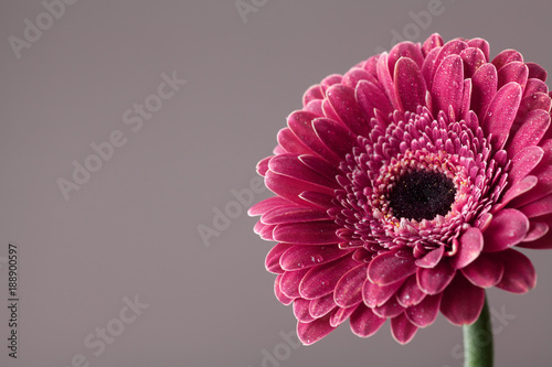 Beautiful gerbera daisy flower in water drops. Greeting card for birthday, mother or womans day. Macro. Vintage style..
