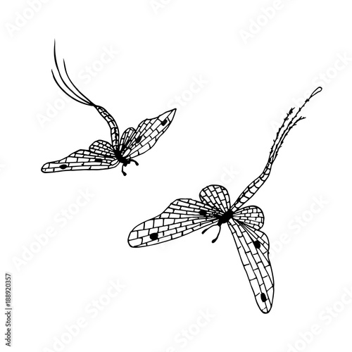 Hand drawn ink monochrome mayflies sketch stock vector illustration for design element