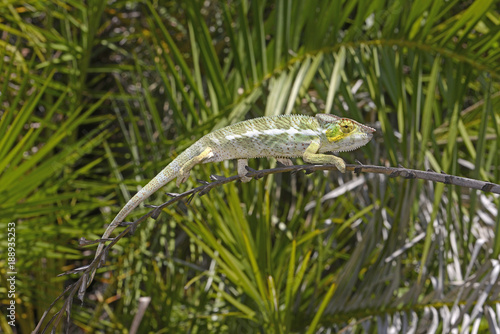Pantherchamäleon (Furcifer pardalis) - Panther chameleon / Insel Nosy Faly / Madagaskar 