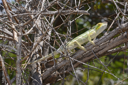 Pantherchamäleon (Furcifer pardalis) - Panther chameleon / Insel Nosy Faly / Madagaskar 