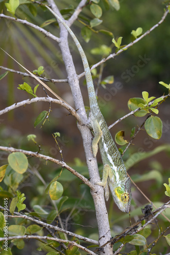 Pantherchamäleon (Furcifer pardalis) - Panther chameleon / Insel Nosy Faly / Madagaskar 