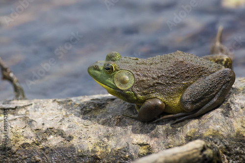 American bullfrog in summer