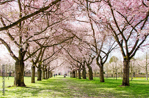 Japanische Kirschblüten, Glückwunsch, Lebensfreude, Glück, Auszeit, Frühlingserwachen, alles Liebe: Verträumte zarte Kirschblüten vor blauem Frühlingshimmel :)