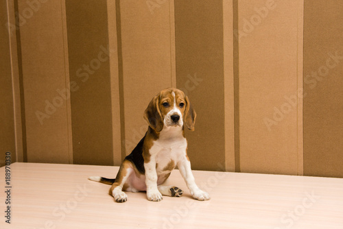 Beagle dog posing infront of the wall