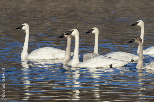 A flock of adult and young trumpeter swans (Cygnus buccinator) in a lake, Saylorville lake, Iowa, USA