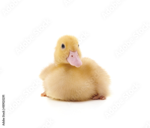 One little duckling.