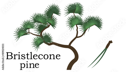 Bristlecone pine Trees vector element. vector green