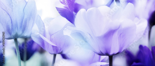 tulips cyan violet ultra light