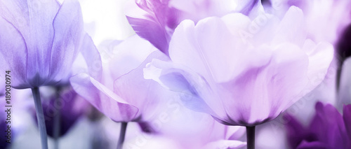 tulips pink violet ultra light