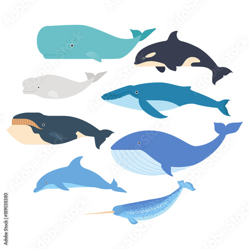 Whales and dolphin set. Marine mammals illustration. Narwhal, blue whale, dolphin, beluga whale, humpback whale, bowhead and sperm whale vector isolated
