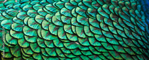 Peacocks, colorful details and beautiful peacock feathers.